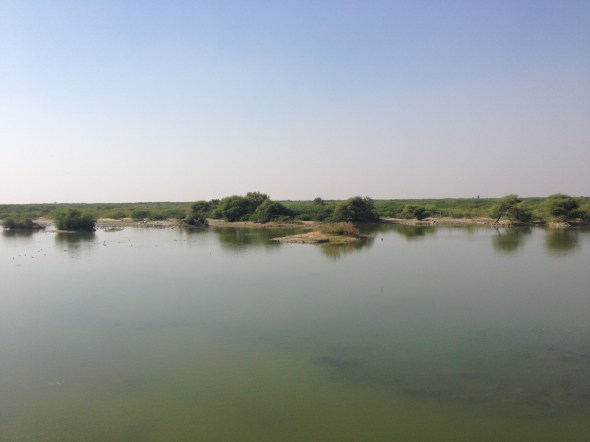 Lago sacro para os bishnois